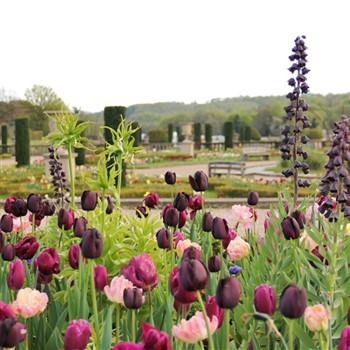 Trentham Gardens Spring Bulb Festival & Shopping